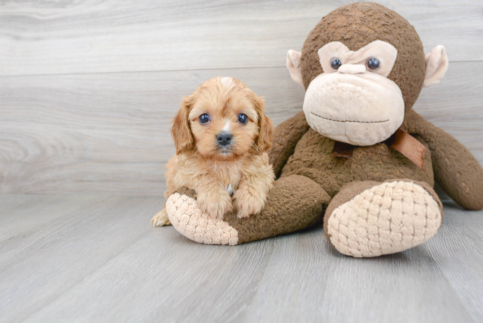 Friendly Cavapoo Baby