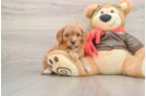 Happy Cavapoo Baby