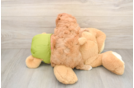 Best Cavapoo Baby