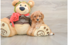 Cavapoo Pup Being Cute