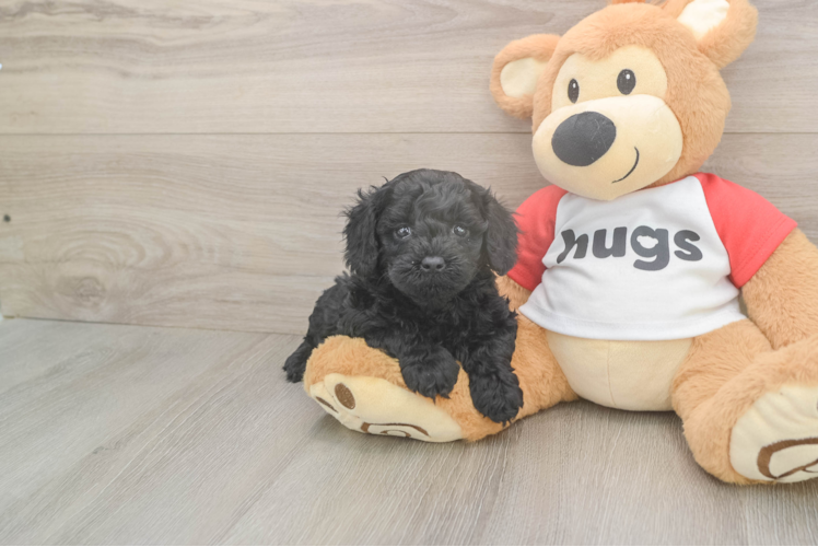 Cavapoo Pup Being Cute