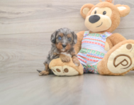 7 week old Cavapoo Puppy For Sale - Premier Pups