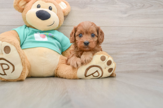 RORY, a Cavapoo littermate