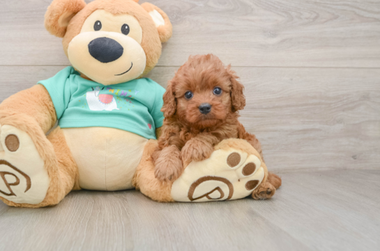 ROSALIE, a Cavapoo littermate