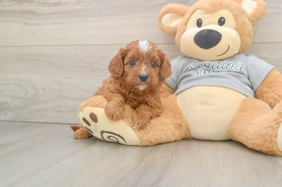 Smart Cavapoo Poodle Mix Pup