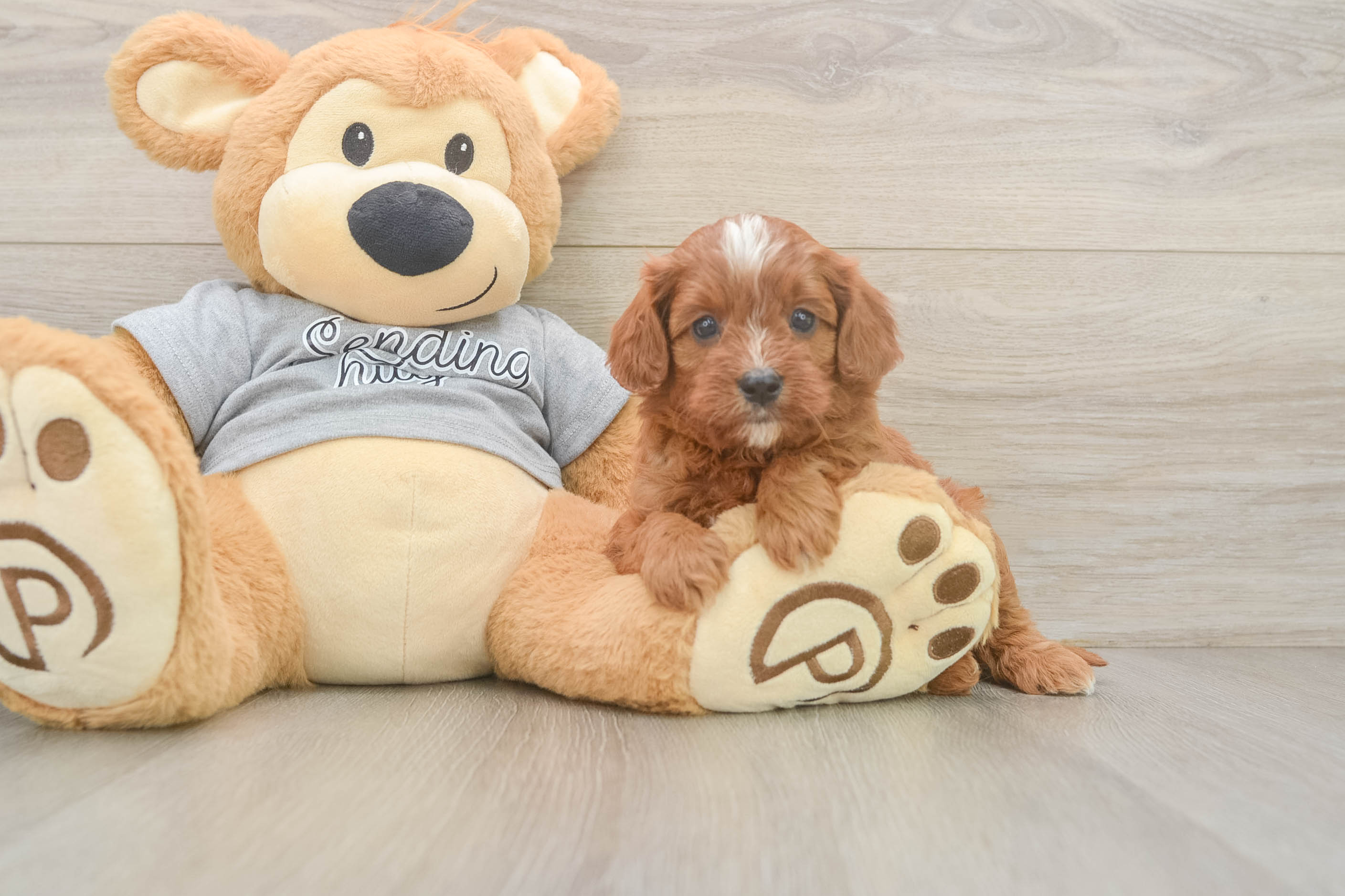 Small Cavapoo Baby