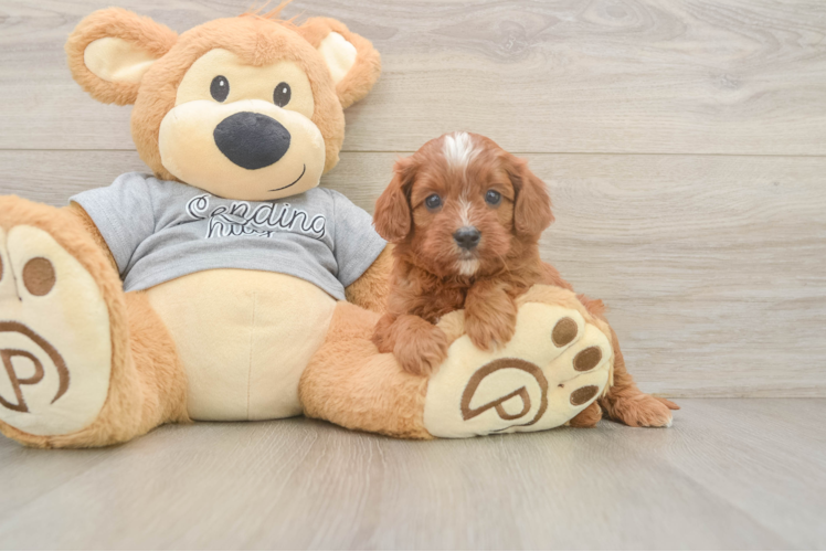 Small Cavapoo Baby