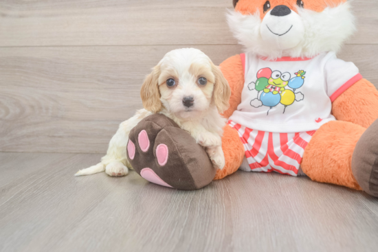 Cavapoo Pup Being Cute