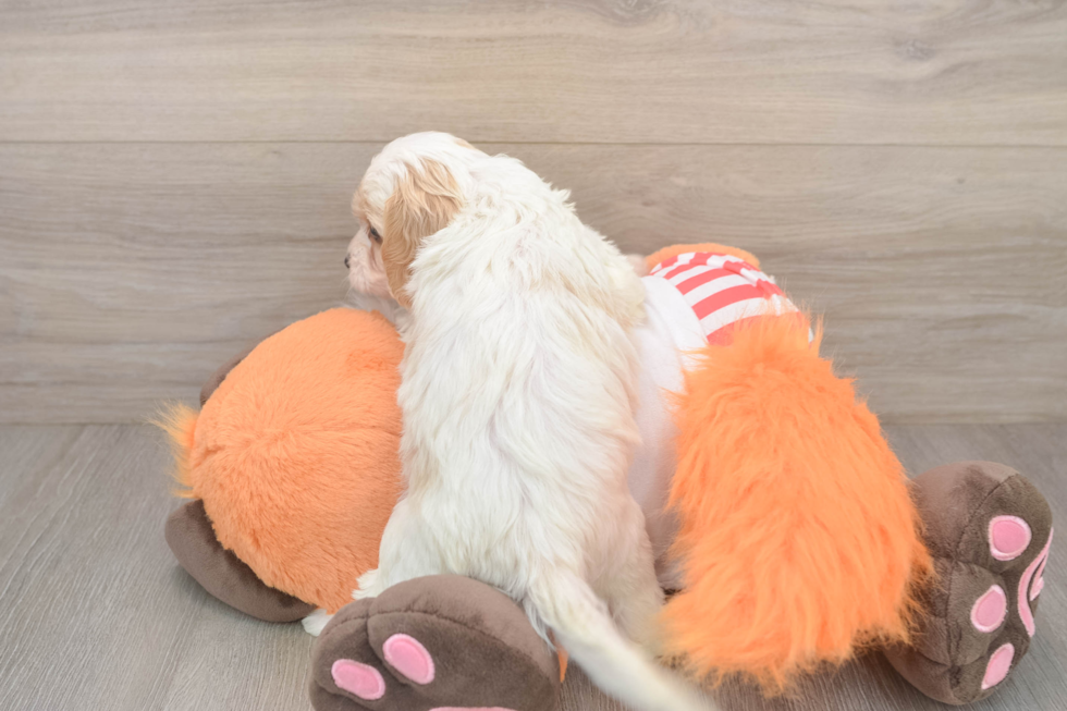 Cavapoo Pup Being Cute