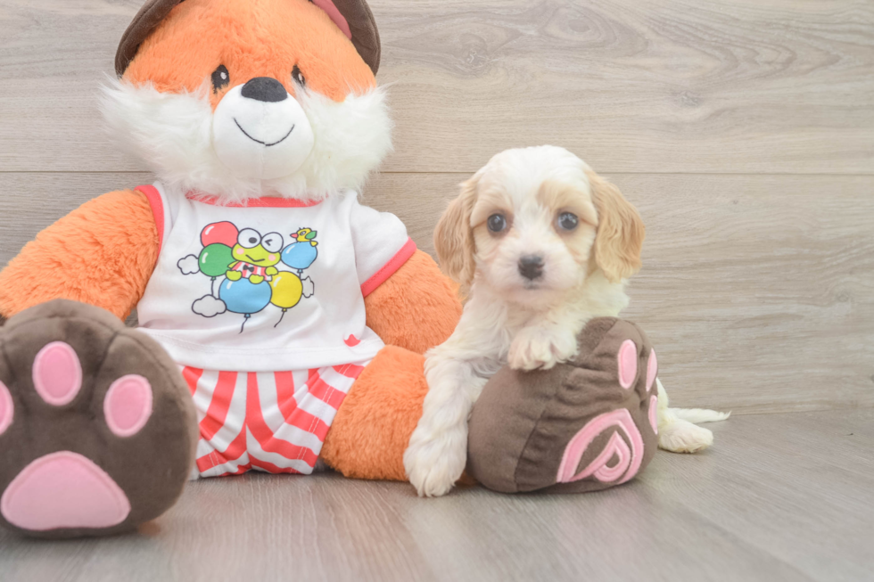 Little Cavipoo Poodle Mix Puppy