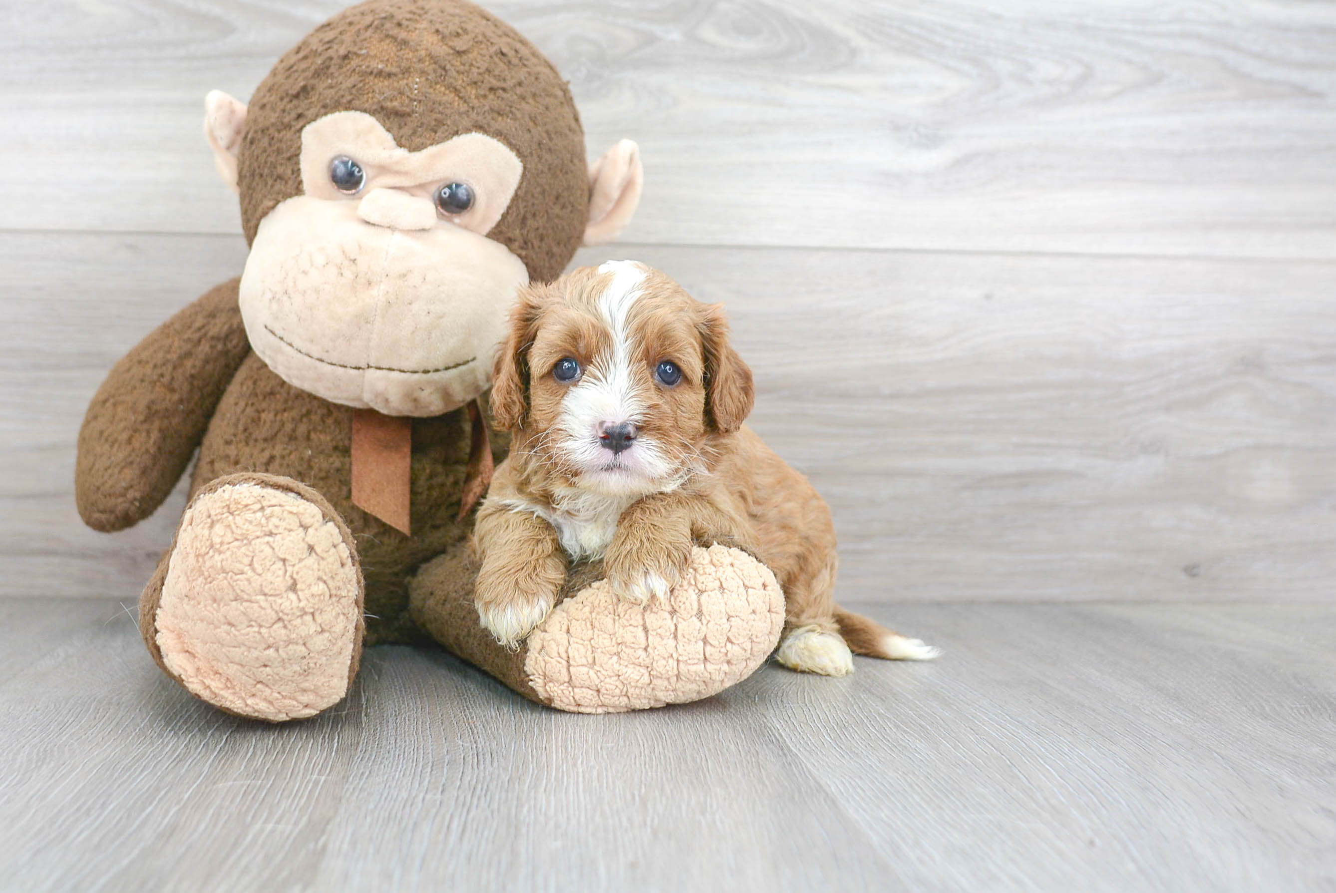 Popular Cavapoo Poodle Mix Pup