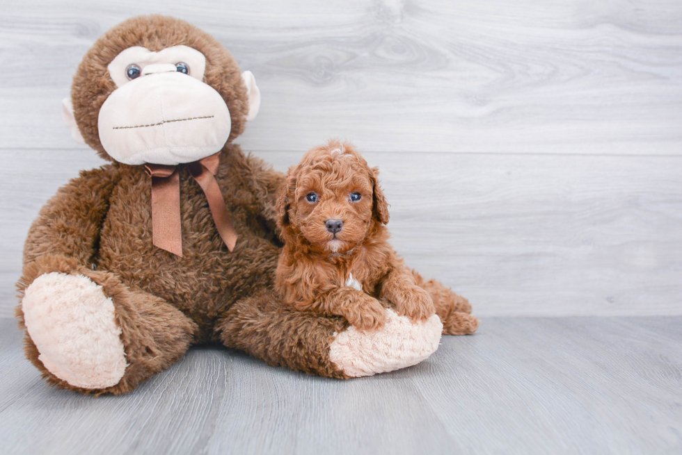 Petite Cavapoo Poodle Mix Pup