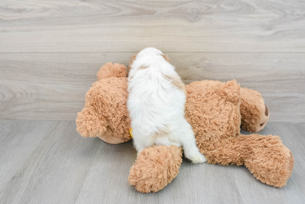 Adorable Cavoodle Poodle Mix Puppy