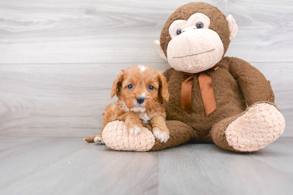 Cavapoo Puppy for Adoption