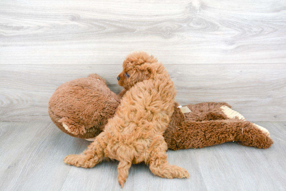 Cavapoo Puppy for Adoption