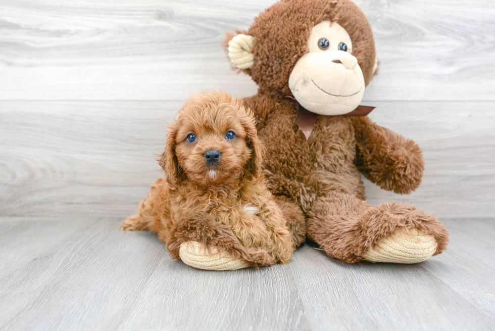Fluffy Cavapoo Poodle Mix Pup