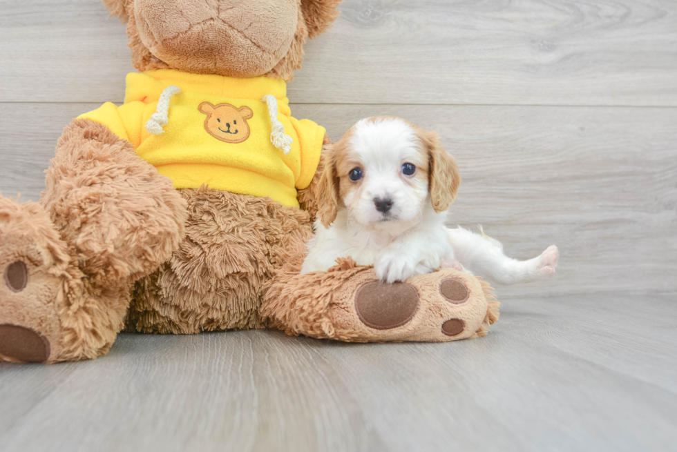 Cavapoo Pup Being Cute