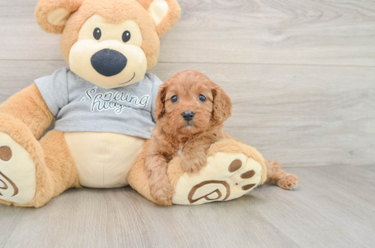 Cavapoo Puppy for Adoption