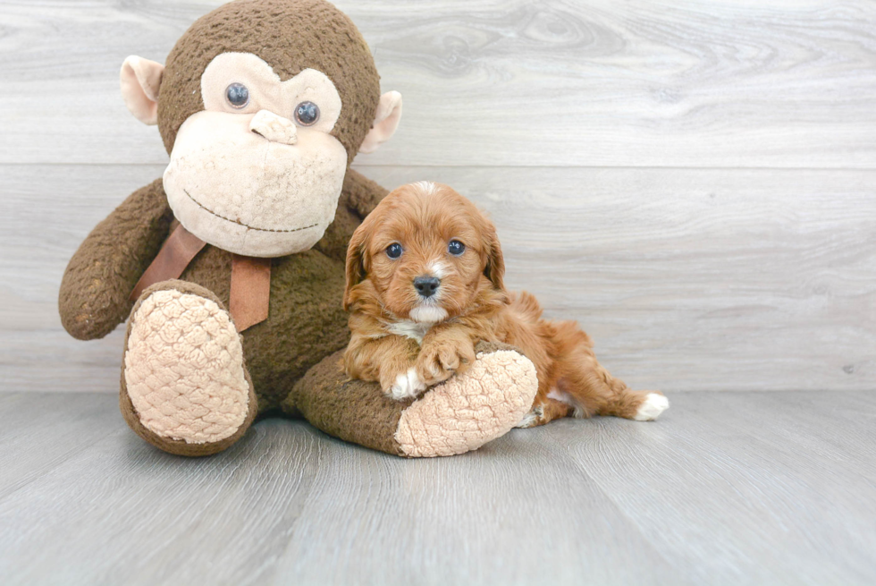 Fluffy Cavapoo Poodle Mix Pup