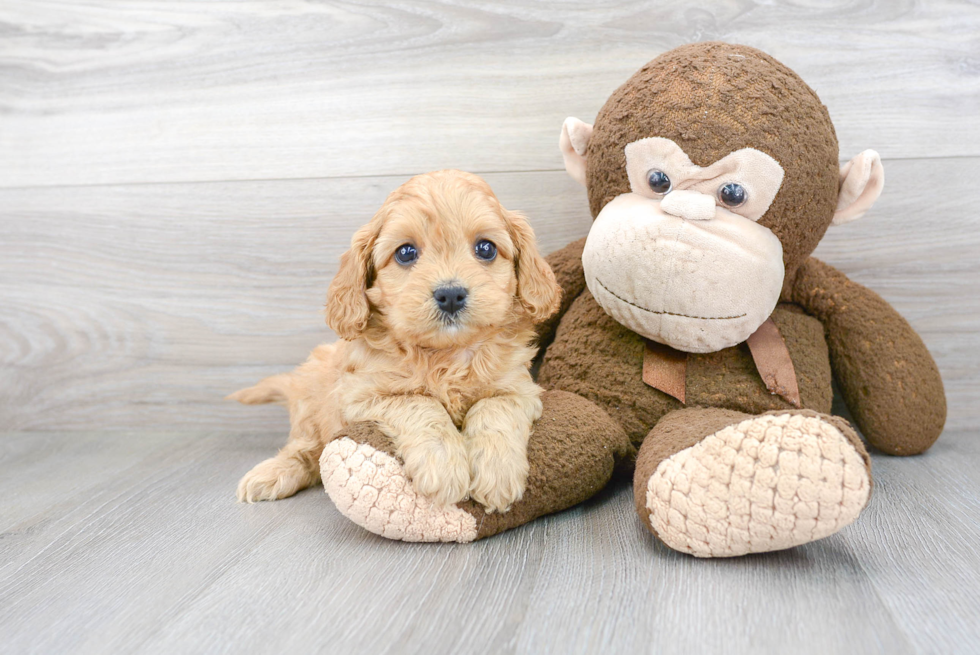 Best Cavapoo Baby