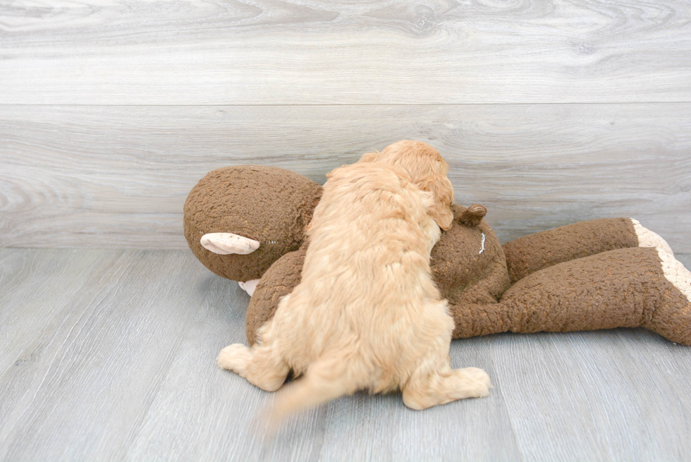 Petite Cavapoo Poodle Mix Pup