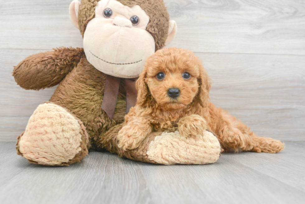 Petite Cavapoo Poodle Mix Pup