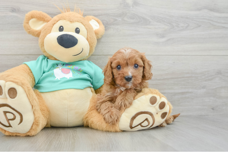 Best Cavapoo Baby