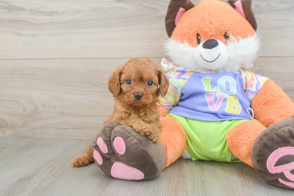 Cavapoo Puppy for Adoption