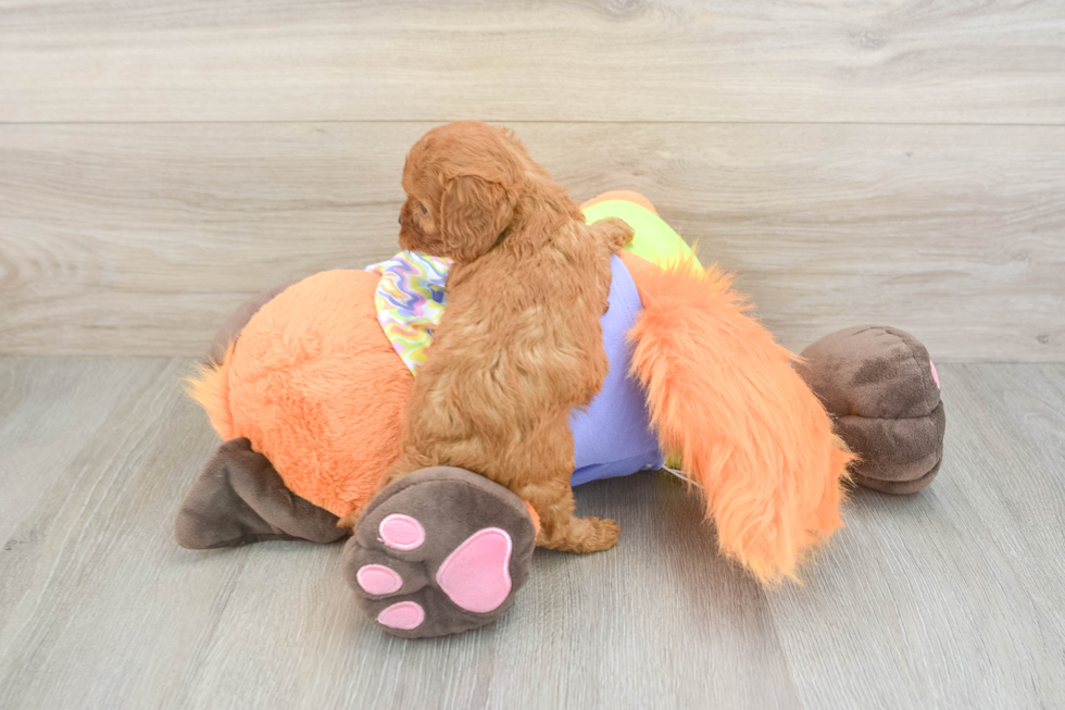 Cavapoo Pup Being Cute