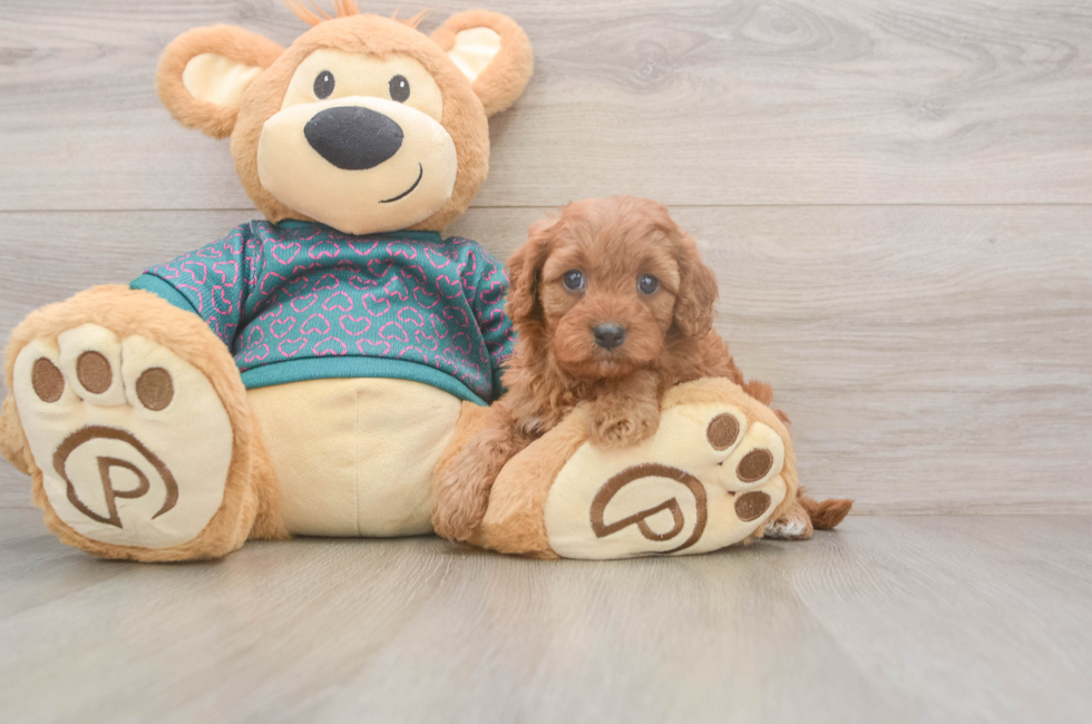 5 week old Cavapoo Puppy For Sale - Premier Pups