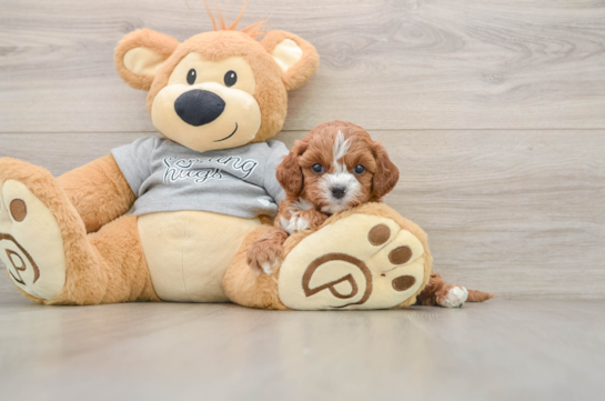 SAGE, a Cavapoo littermate