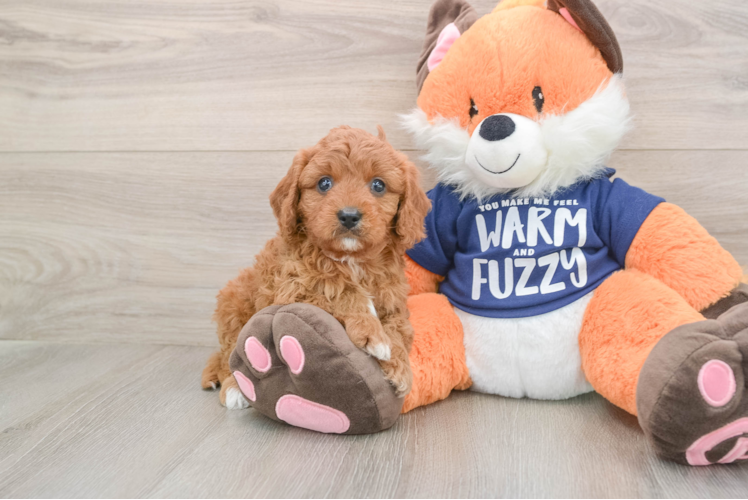 Energetic Cavoodle Poodle Mix Puppy