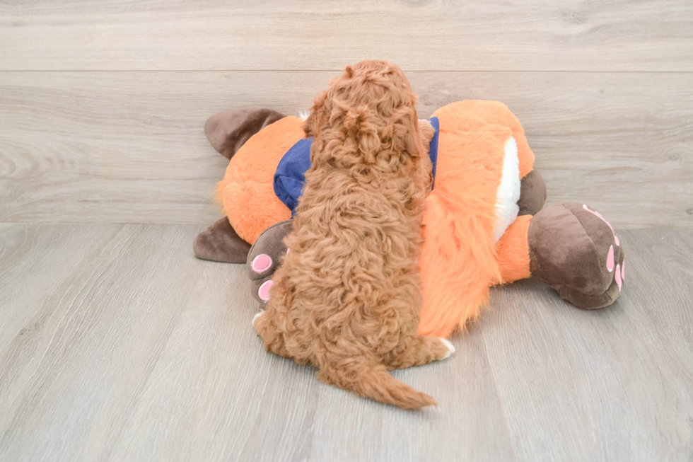 Playful Cavapoodle Poodle Mix Puppy