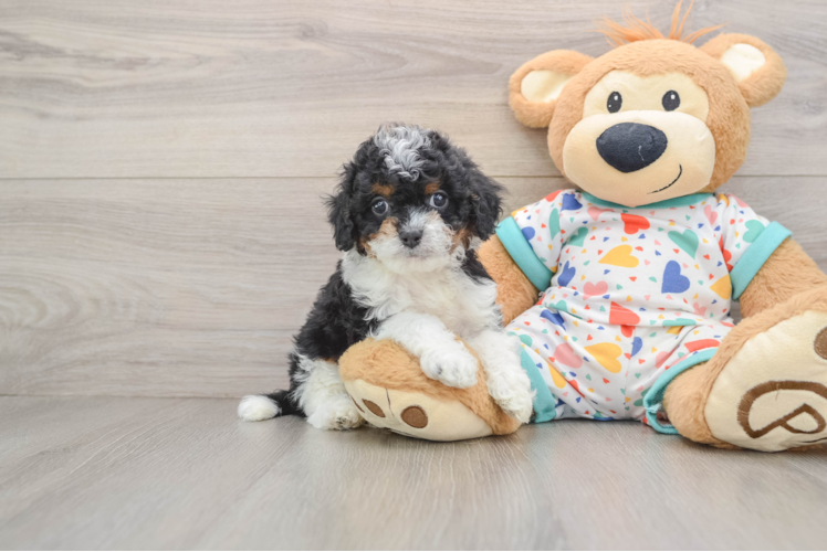 Petite Cavapoo Poodle Mix Pup