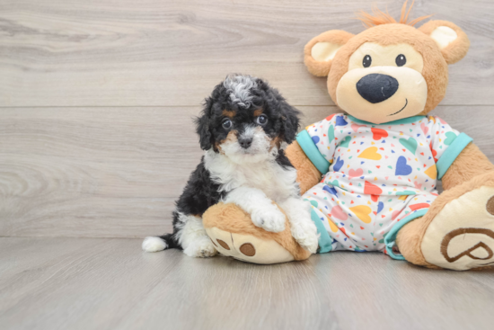 Petite Cavapoo Poodle Mix Pup