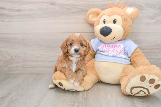 Popular Cavapoo Poodle Mix Pup