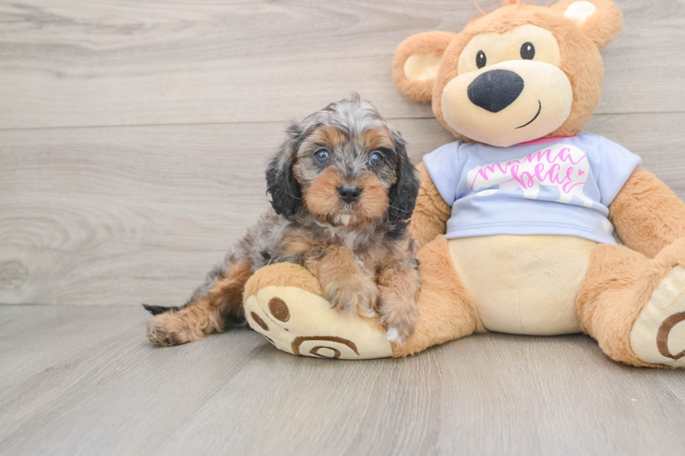 Best Cavapoo Baby