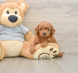 8 week old Cavapoo Puppy For Sale - Premier Pups