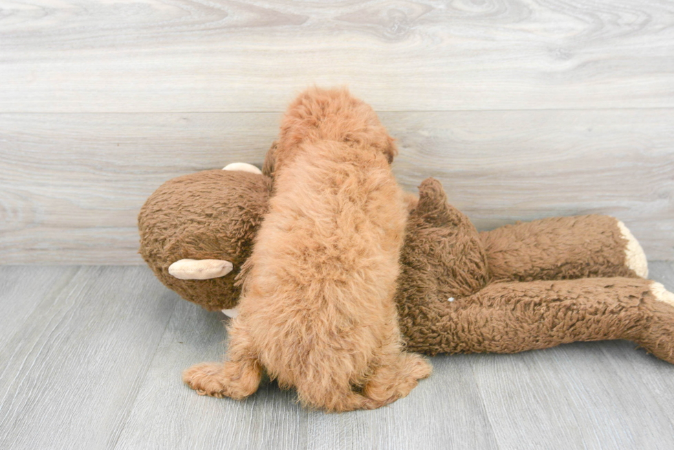 Cavapoo Pup Being Cute