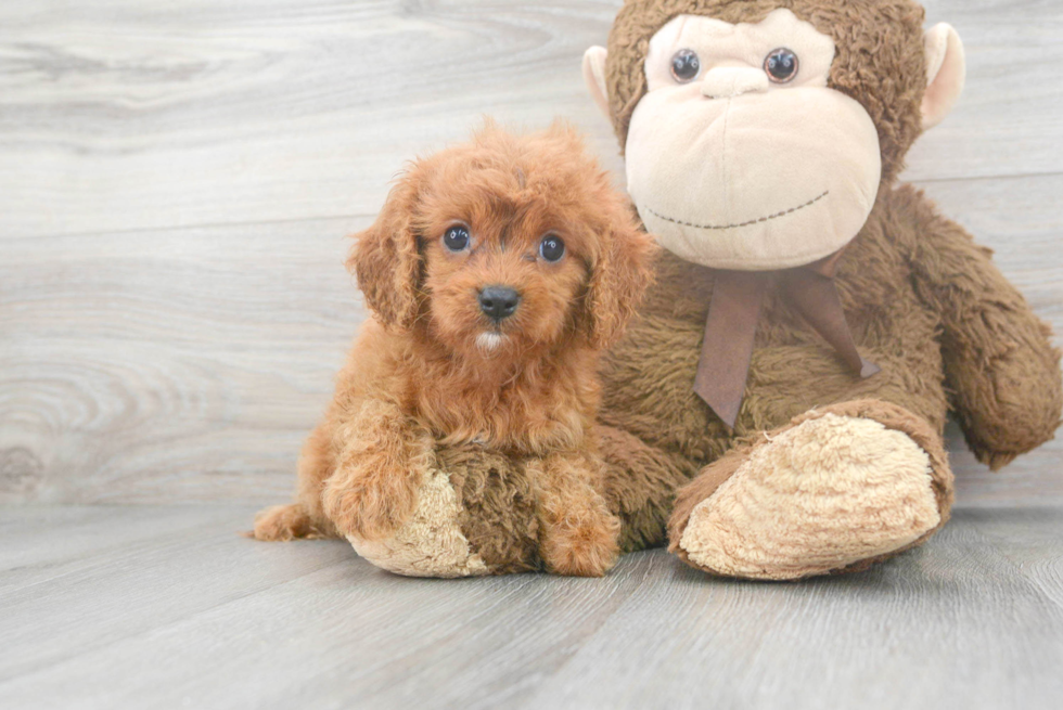 Cavapoo Pup Being Cute