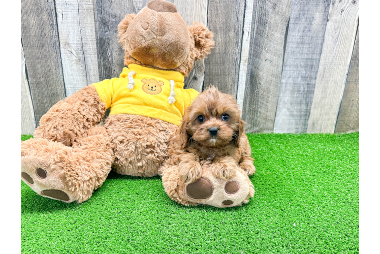 Small Cavapoo Baby