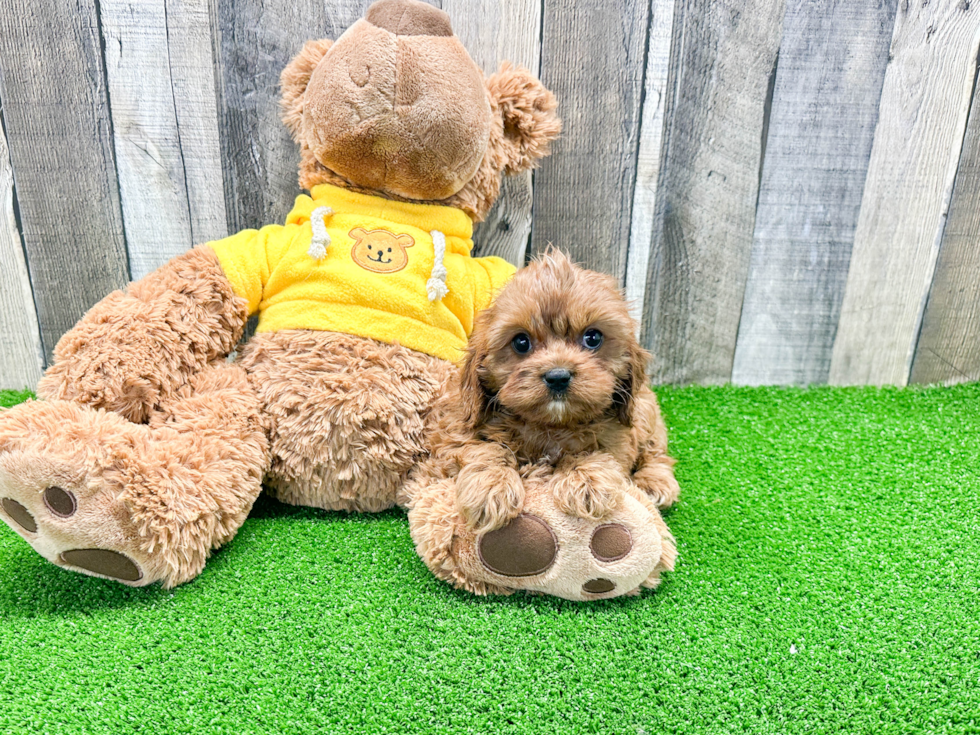 Small Cavapoo Baby