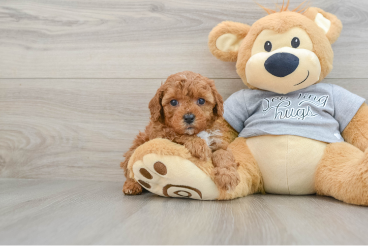 Cavapoo Puppy for Adoption