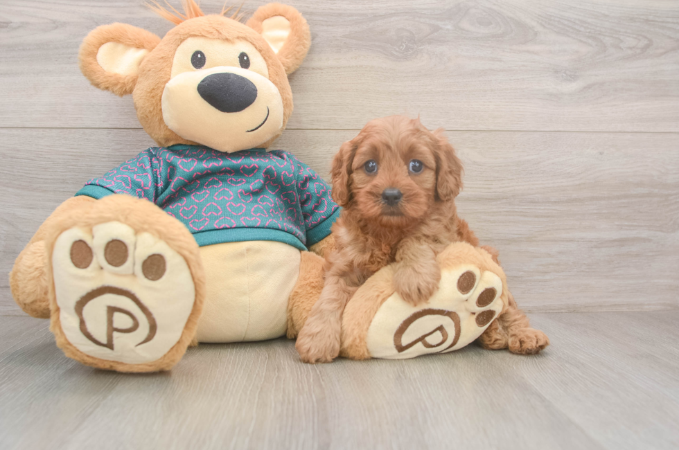 5 week old Cavapoo Puppy For Sale - Premier Pups