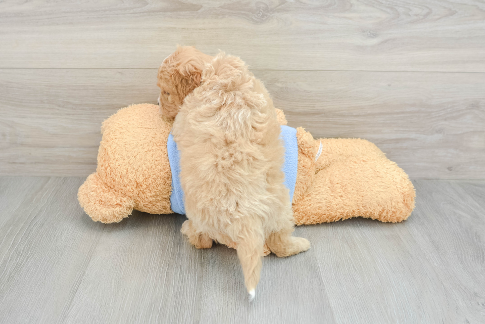 Little Cavipoo Poodle Mix Puppy