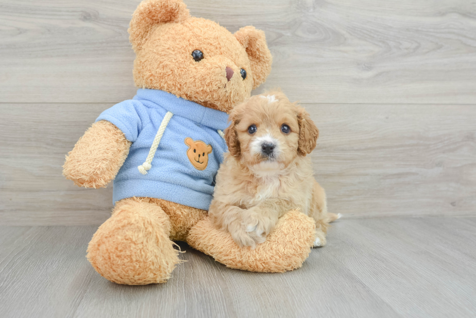 Smart Cavapoo Poodle Mix Pup