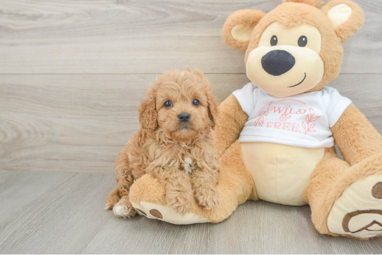 Cavapoo Puppy for Adoption