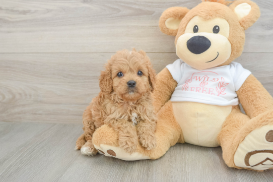 Cavapoo Puppy for Adoption