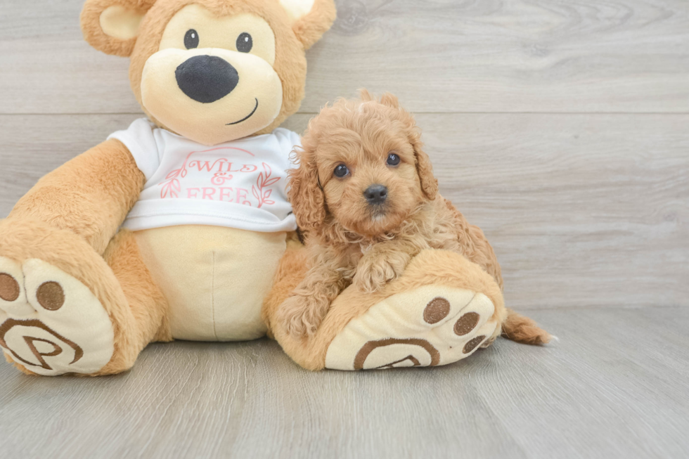 Cavapoo Pup Being Cute