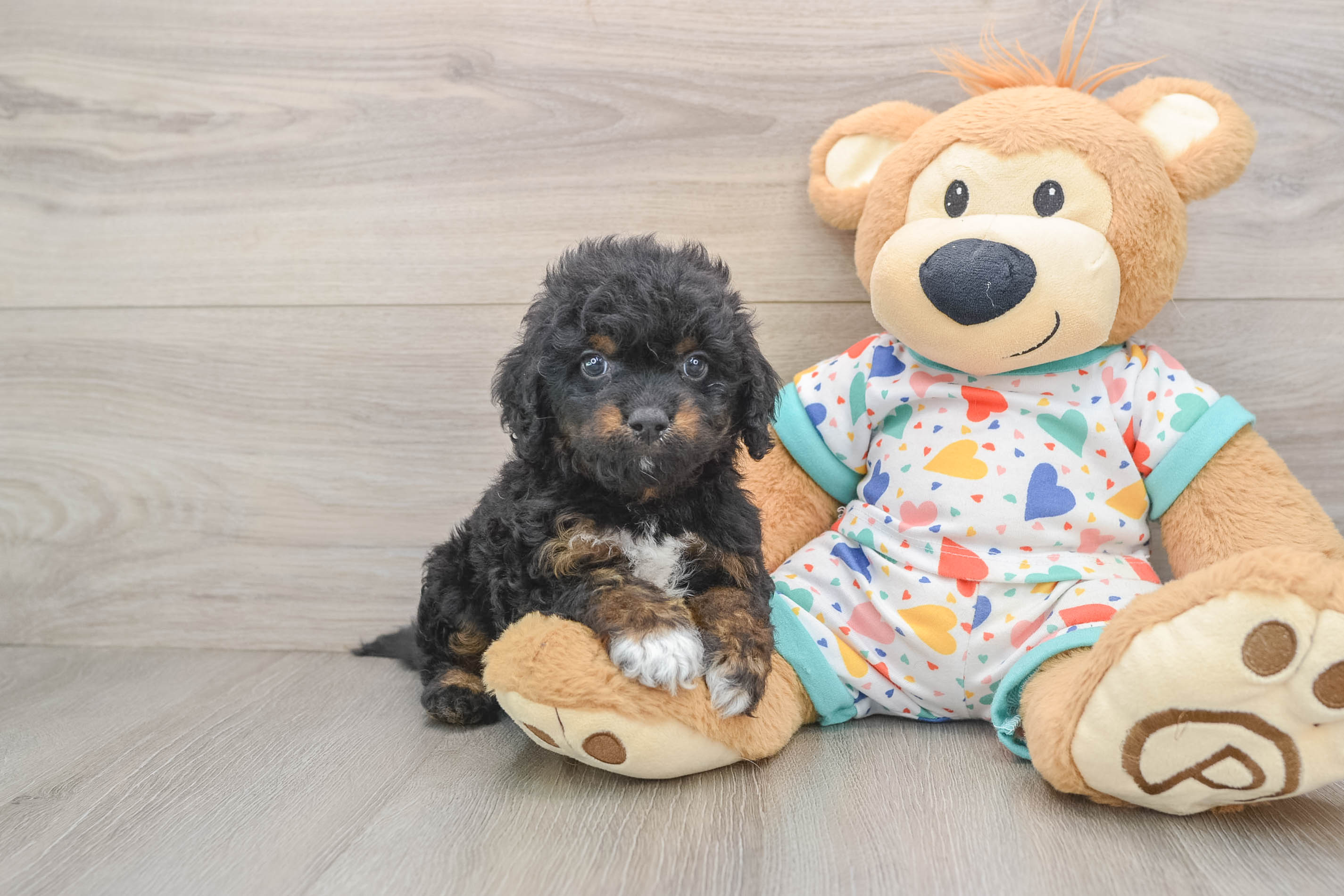 Cute Cavapoo Baby